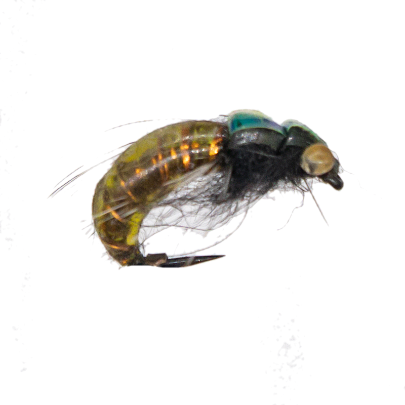 Caddis Pupa