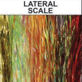 Wapsi Lateral Scale
